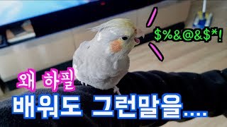 앵무새 꼬꼬가 드디어 말을 하기 시작했는데.... 놀라워!