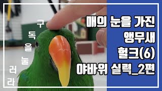 [앵무새더빙]움직이지 않는 앵무새