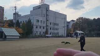 날아라앵 쟈몽이 비행연습 쟈딘앵무새