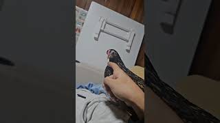 금수남 미니닭 애완닭 손노리개 홍금강