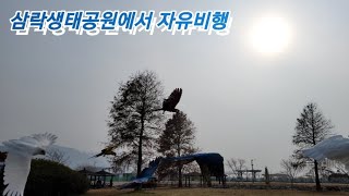 삼락생태공원 홍금강 청금강 코카투 자유비행!!