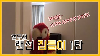 [BURI BURI] 앵무새커플의 가심비 the 8 c…