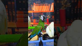 체스넛 마카우, 미디움 코카투, 엄블렐라 코카투, 듀컵…