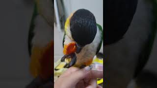 [상만쓰] 당근 뇸!