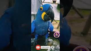 blue macaw parrot  | macaw parrot #macawparrot #parrot #shortvideo