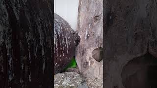 울 오색 청해 앵무가 산란 모드중입니다