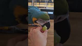 #청금강 #말하는앵무새 #맛있다 #알았어 #만세 #앵무새 #앵무새카페 #parrot #리프패럿 #송도점 #동물체험 #인천 #송도 #먹방