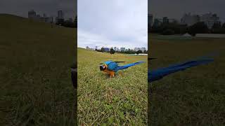 뒤뚱뒤뚱 거리면서 뛰어 오는 청금강 앵무새 바다 #앵무…