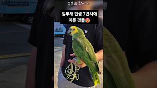 [수리] 앵무새 인생 7년차에 이룬 것들 / #말하는앵…