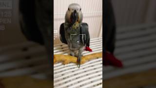 회색앵무새 이유조 루카는 하루하루가 달라지는 모습이네요 짝다리 짚는거 싶더니 어느 순간 횟대에 오른 회색앵무새 이유조 루카 #회색앵무새 #parrot #앵이들 #회색앵무이유조