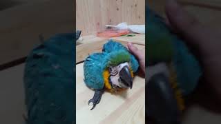 청금강 앵무새 이유조 만지기