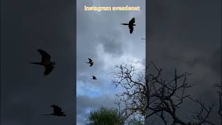 자동차에서 자유비행이 가능하다니ㄷㄷ 외국 클라스 #마카…