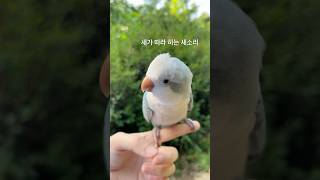 원숭이 소리 같기도 하고..❗️리드줄 했어요❗️#퀘이커앵무송꾸꾸