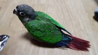 [앵무파파] 초롱이가 이유식을 거부하고 펠렛을 먹기 시…