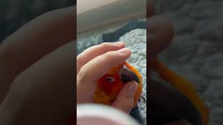 썬코뉴어 만지기