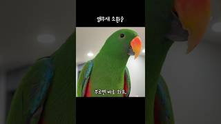 [지구젤리] 앵무새 소환술 / 앵무새 비행 / 호출훈련…