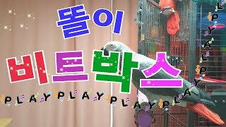 북치기박치기똘이의비트박스[연구대상앵무새똘이view]