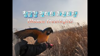 청금강 컵이의 12월 자유비행 모음