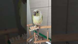 최선이었다#코뉴어 앵무새#코코#랄라