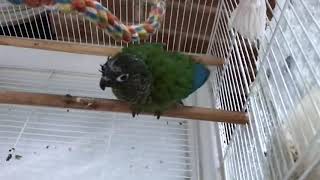 그린칙 코뉴어 앵무새 목욕