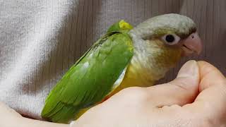 [앵무파파] '모두'가 이유식 하루 만에 벌써 펠렛을 먹기 시작했어요^^ [2020.02.03]