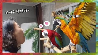 퇴근 후 앵무새랑 놀아주기 간식하나면 만세, 하이파이브…
