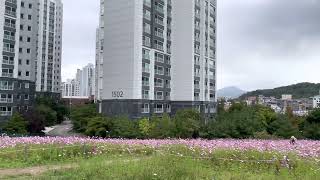 할리퀸 마카우 루카 비행을 즐긴다?!