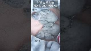 식빵굽고 있는 귀여운 아기앵무새!#short#앵무새키우…