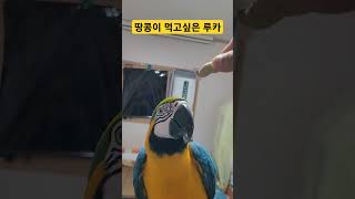 땅콩이 먹고싶은 앵무새 #macaw #청금강 #청금강앵무새 #앵무새 #parrot #동물