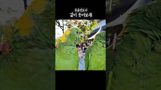 같이 웃게되는 앵무새웃음소리 직업 : 웃음전도사 #아랑…