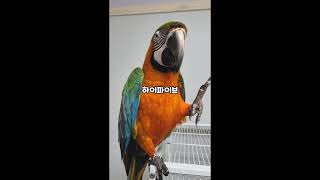 짜증내면서도 하라는건 다 하는 앵무새 마르코 #shorts