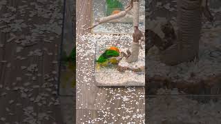 러블리하고 개같은 새 땅파기 장인 노란머리 카이큐 솔라