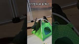 아기앵무새 몸개그 #웃긴앵무새 #아기앵무새키우기 #cu…