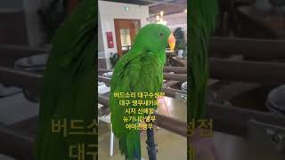#버드소리 #버드소리대구수성점 #앵무새카페 #대구앵무새카페 #앵무새 #신매 #신매동 #신매광장 #대구광역시 #대구시 #대구 #뉴기니아앵무 #뉴기니아앵무새 #아마존앵무새 #아마존앵무