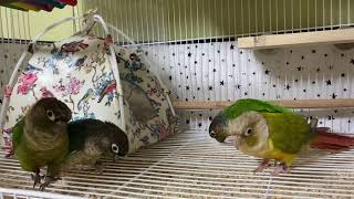 [무편집] 신난 코뉴어앵무새 사총사