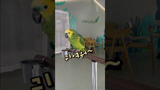 은근히 거리두는 앵무새  가평 앵무새카페 아마조나, 회색앵무 잠바