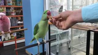 카이텍 쿠키를 흡수하는 우리 청이