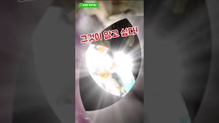 그것이 알고 싶다.나는 누구일까요?#앵무새#검은머리카이큐#늘해랑