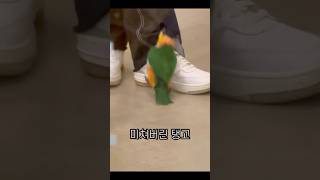 꼬꼬를 내놔라 #shorts #parrot #caiqu…