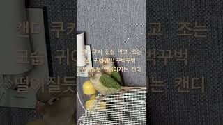 #앵무새 #birds #일상 #꾸벅꾸벅 넘어질듯 안넘어…