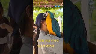 #청금강 #마카우 #parrot #macaw #대형조앵…