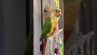 오늘도 소망이는 혼자서 잘 논다(코뉴어)