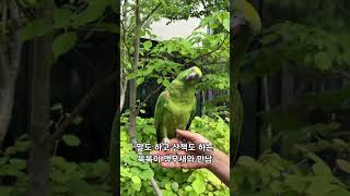 산책 중인 말하는 앵무 두 마리 근처 까마귀한테 말 걸…
