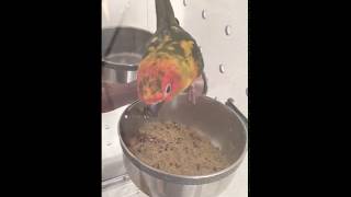 썬코뉴어 앵무새 델리네이처 에그푸드 먹방