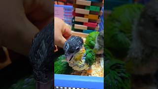 검은 머리 카이큐, 세네갈 앵무새예요. #birdslover #parrot #pets #birds #cute #animals #사계절앵무새 #앵무새성장 #앵무새분양