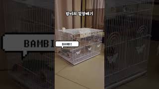 앵무새의 밑장빼기 #shorts #parrot #cai…