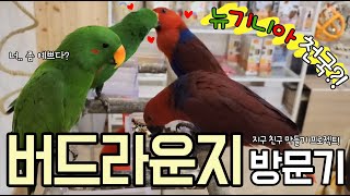 [지구/일상] 앵무새들의 천국! 버드라운지 놀러가요!