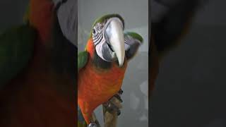 할리퀸마카우 #청금강&quot;콘&quot;#홍금강&q…