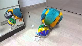 딸랑이 물어뜯는 청금강 콴선생(B&amp;G MACAW…