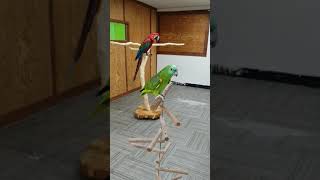 말하고 노래하는 앵무새